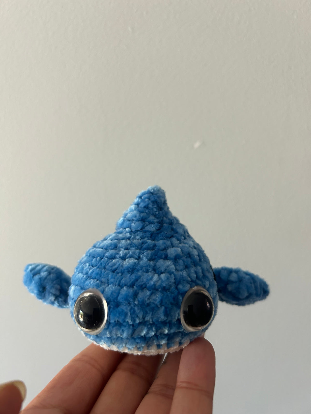Petit requin bleu