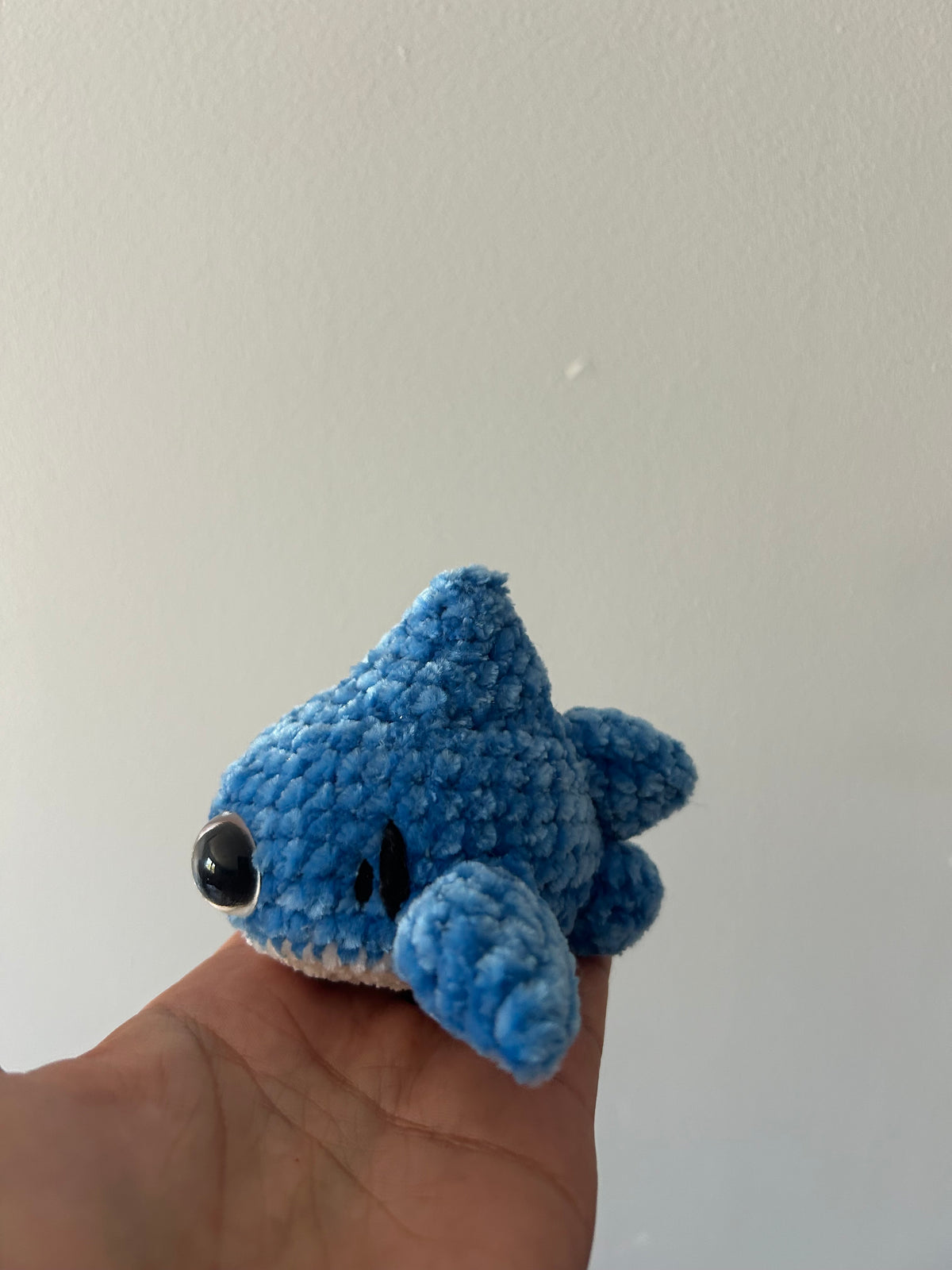 Petit requin bleu
